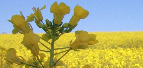 China`s Tariff Relief for Canada`s Canola Good for Nipissing – Timiskaming